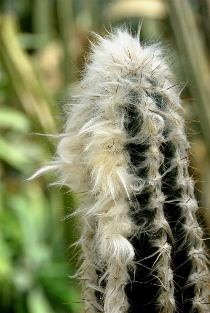 Fleurs de Cactus