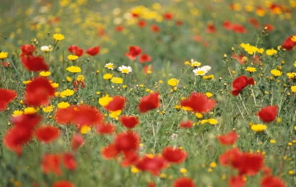 Paysages -Printemps -Eté