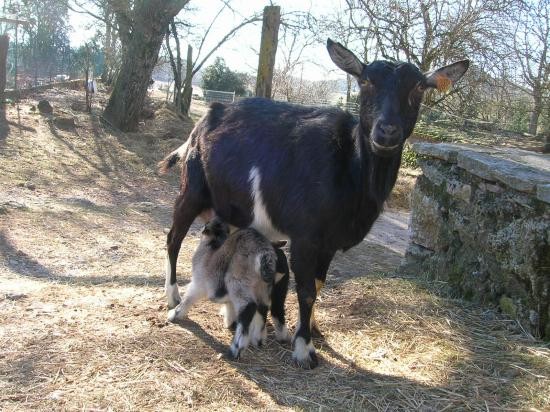 Belle famille