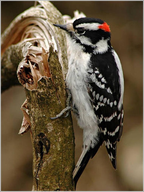 Superbe image d'oiseaux