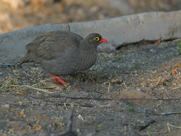 Superbes images d'oiseaux