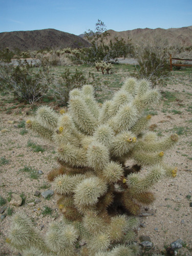 Fleurs de Cactus