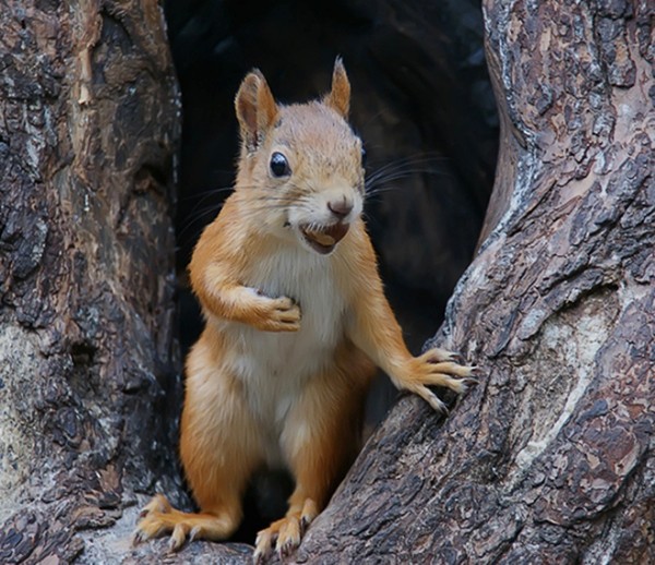 Belles images d'écureuils
