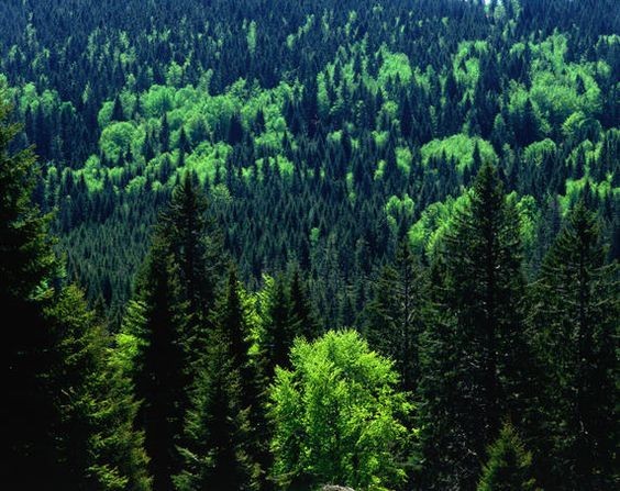 Plus belles forêts du monde