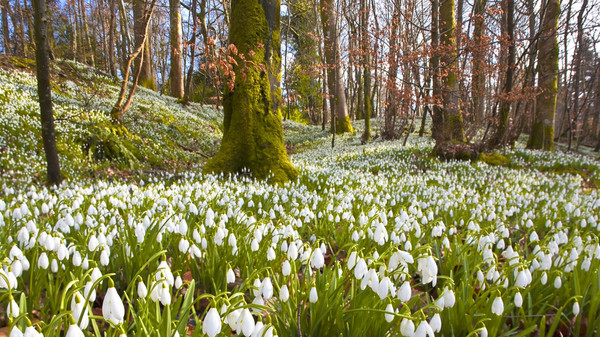 Sous bois au printemps