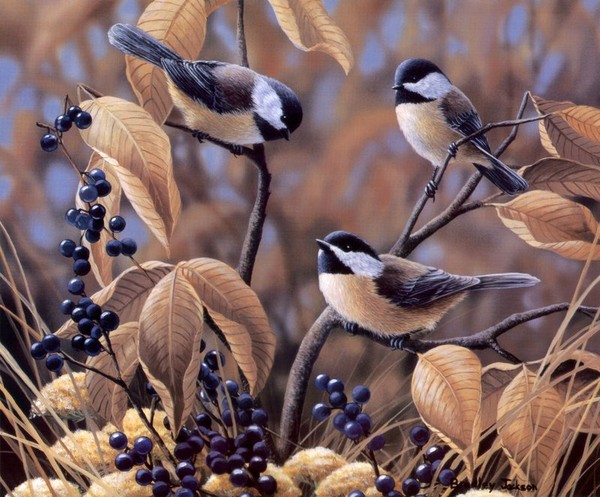 Superbes peintures d'oiseaux