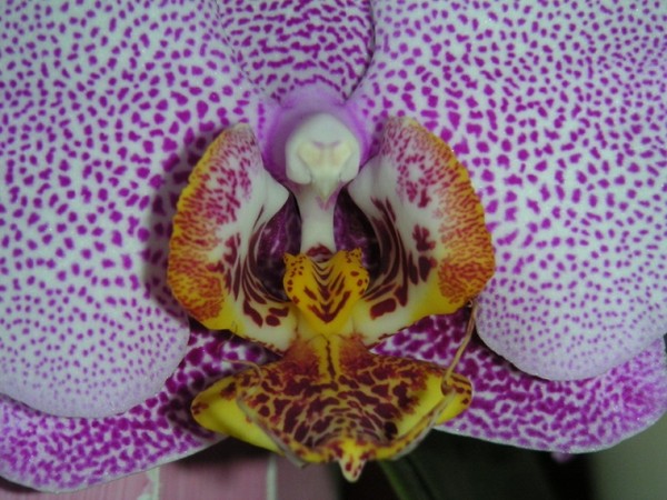 Fleurs d' Orchidées