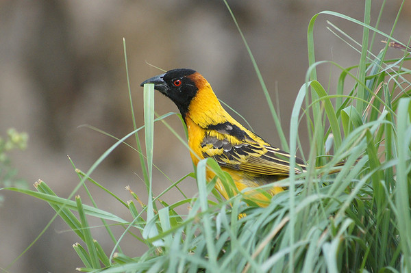 Superbes images d'oiseaux