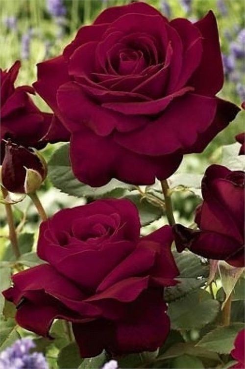 Que des belles roses!!