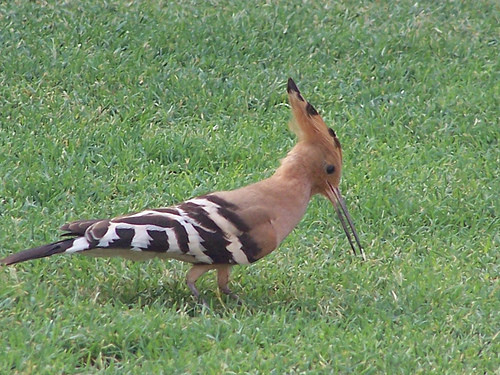 Superbes images d'oiseaux