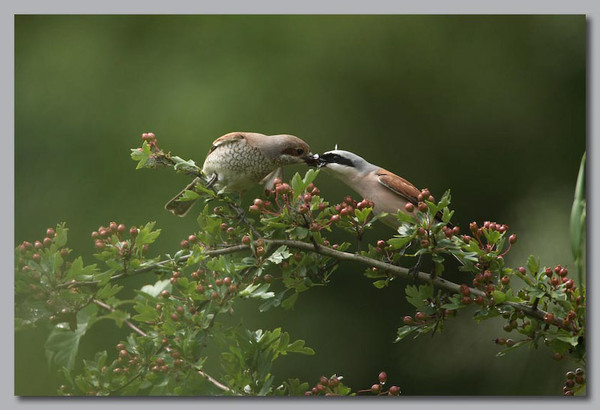 Superbes images d'oiseaux