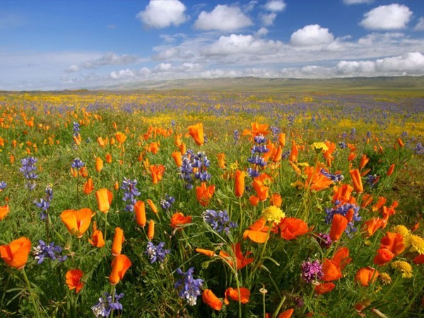 Paysages -Printemps -Eté