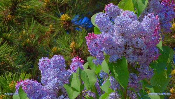 Paysages -Printemps -Eté