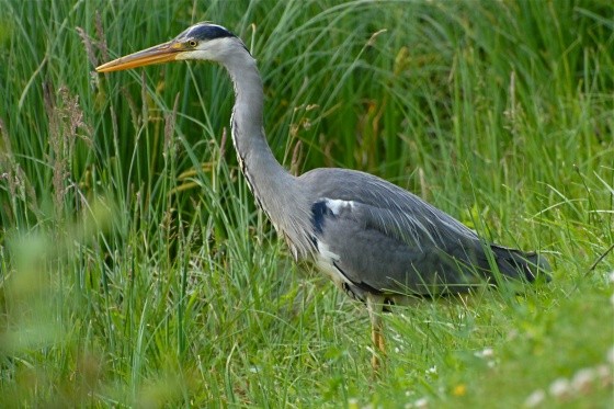 Superbes images d'oiseaux