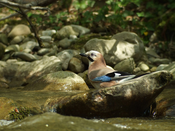 Superbes images d'oiseaux