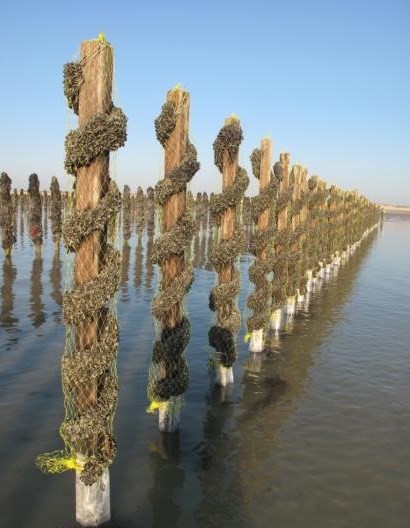 Plage de Basse Normandie (Manche)