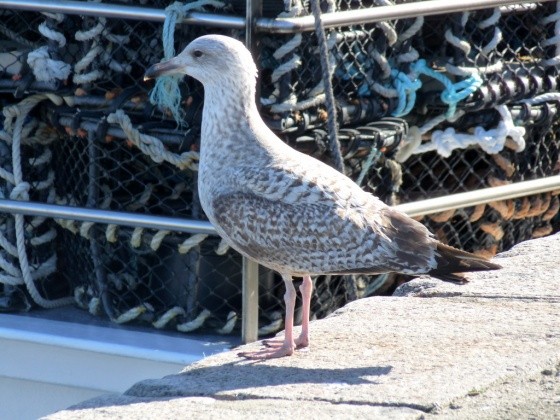 Superbes images d'oiseaux