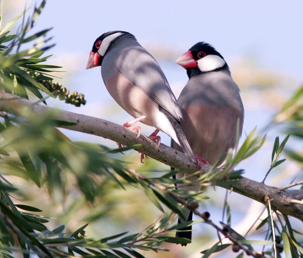 Superbes images d'oiseaux