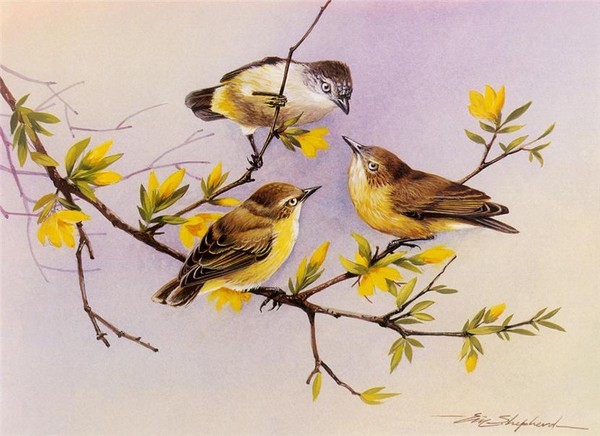 Superbes peintures d'oiseaux