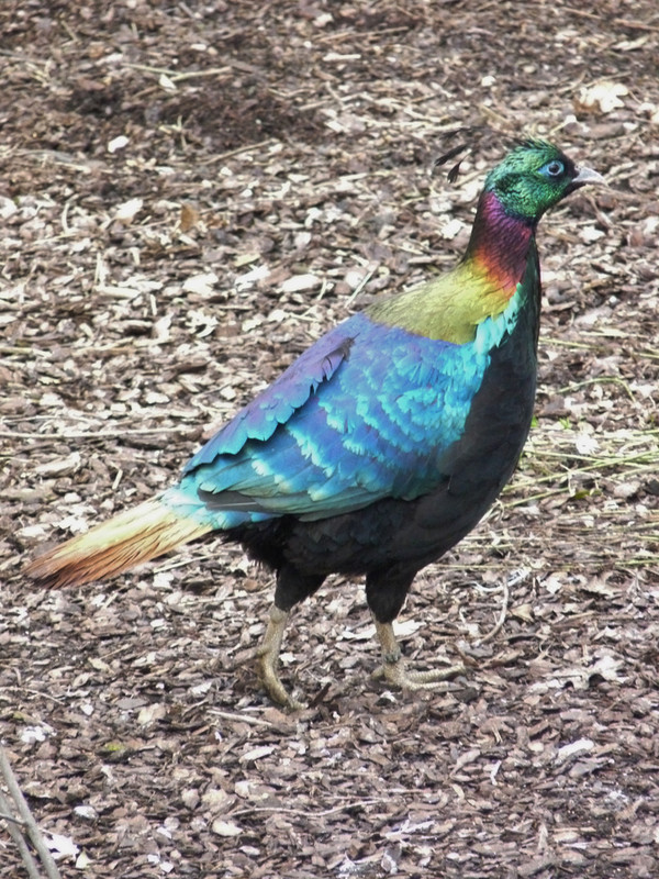 Superbes images d'oiseaux