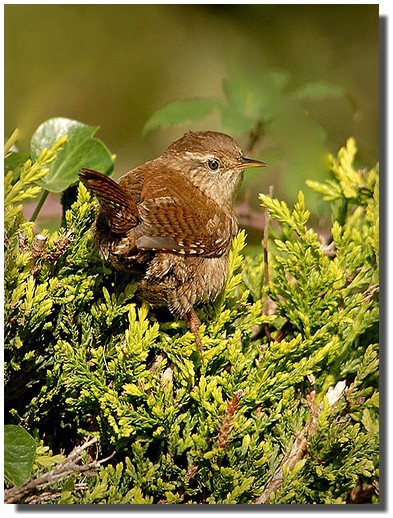 Superbes images d'oiseaux