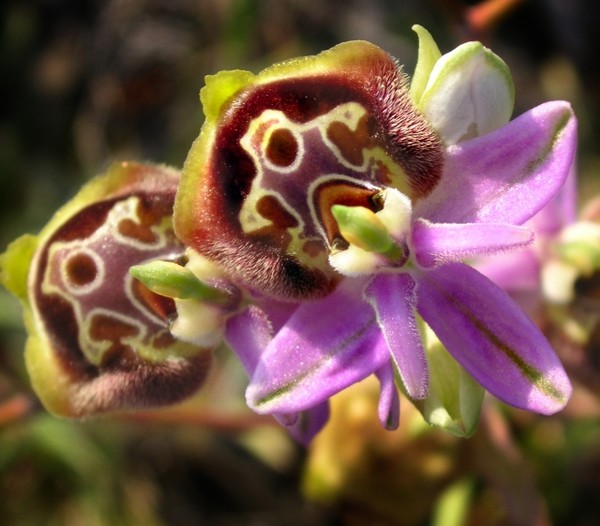 Fleurs d' Orchidées