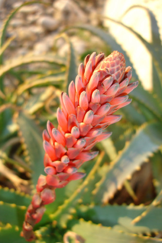 Fleurs de Cactus