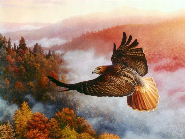 Superbes peintures d'oiseaux