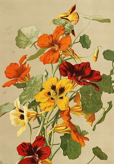 Fleurs de Ellen T. Fisher