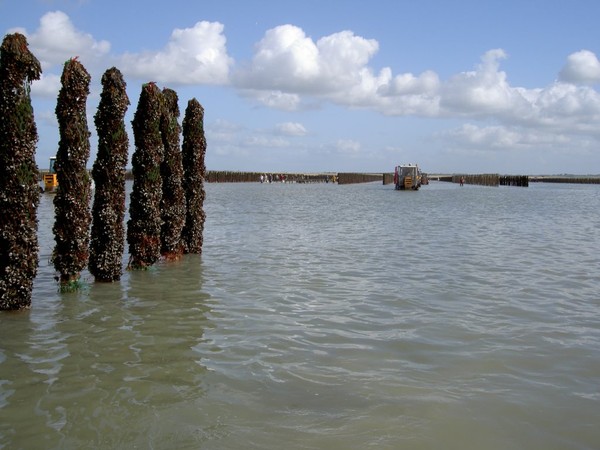 Plage de Basse Normandie (Manche)