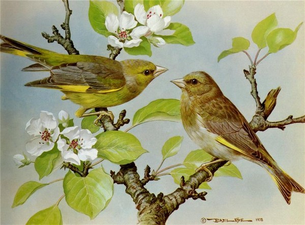 Superbes peintures d'oiseaux