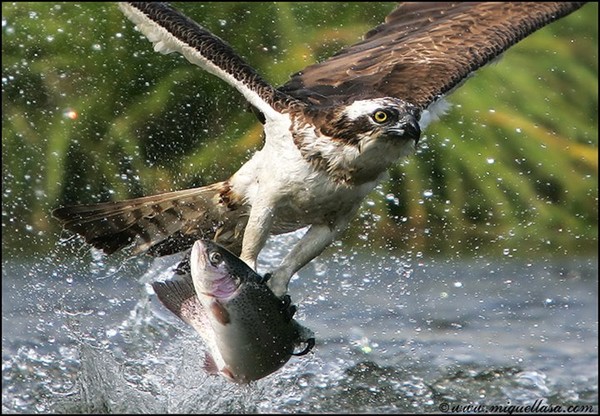 Superbe image d'oiseaux