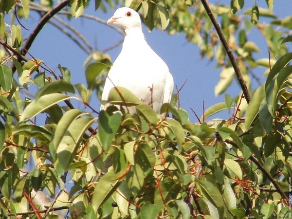 Superbes images d'oiseaux