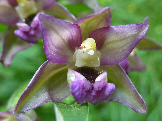 Fleurs d'Orchidées