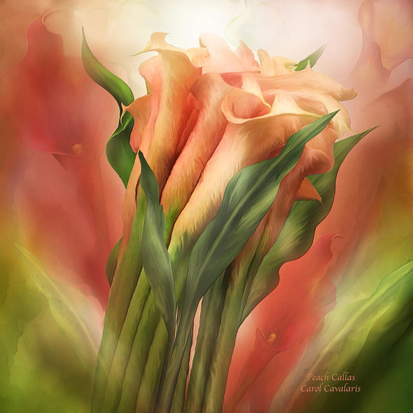 Fleurs de Carol Cavalaris