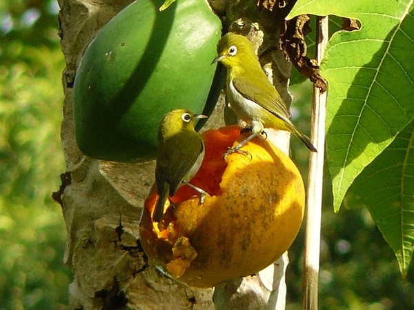 Superbes images d'oiseaux