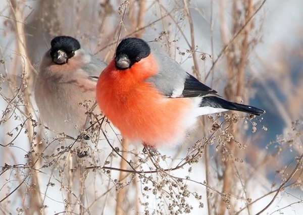 Superbes images d'oiseaux