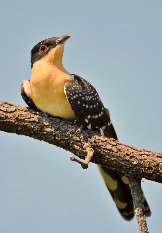 Superbes images d'oiseaux