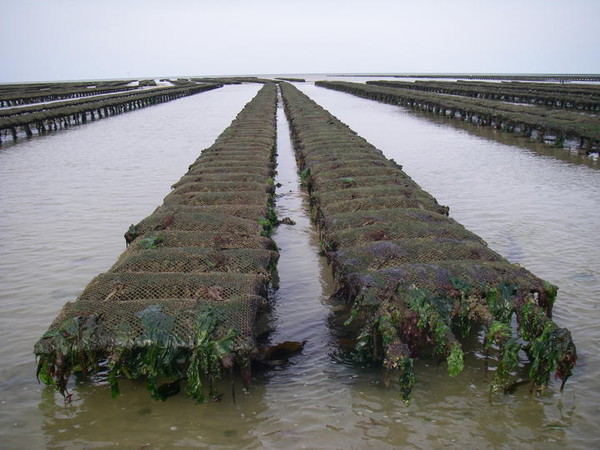 Plage de Basse Normandie (Manche)