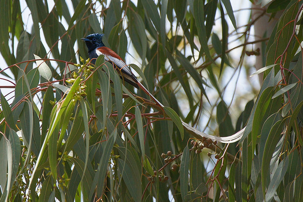 Superbes images d'oiseaux