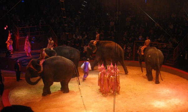 Amiens- Cirque Arlette Gruss