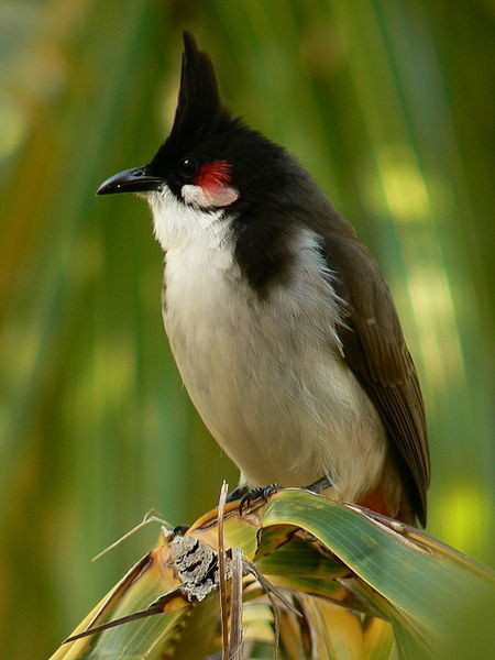 Superbes images d'oiseaux