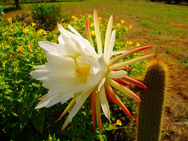 Fleurs de Cactus