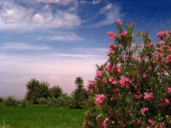 Paysages -Printemps -Eté