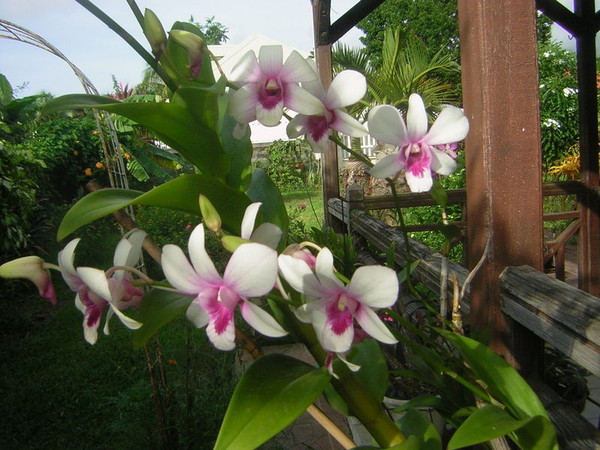 Fleurs d' Orchidées