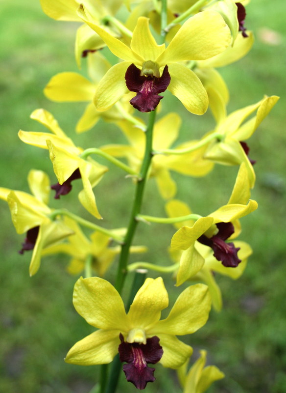 Fleurs d' Orchidées