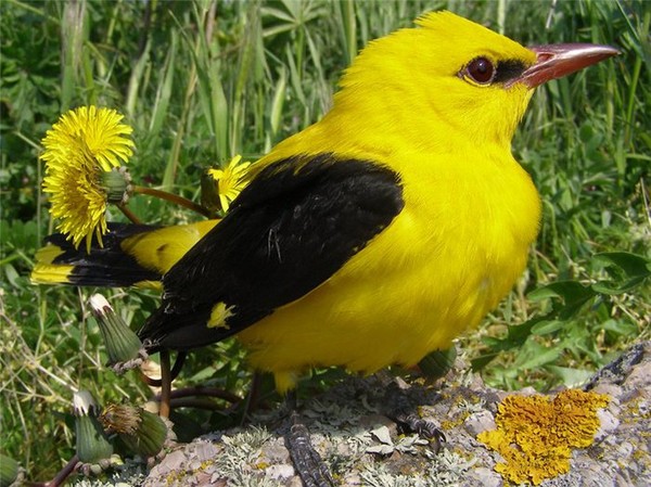 Superbe image d'oiseaux