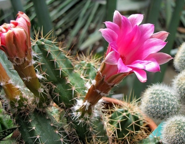 Fleurs de Cactus