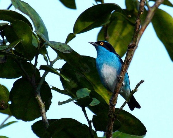 Superbes images d'oiseaux