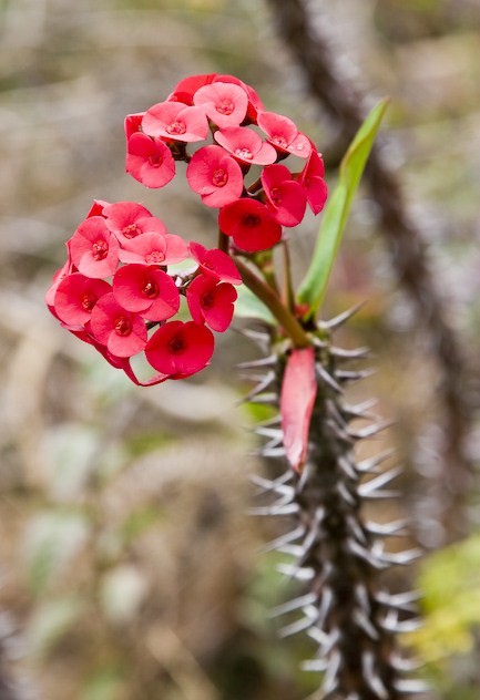 Fleurs de Cactus